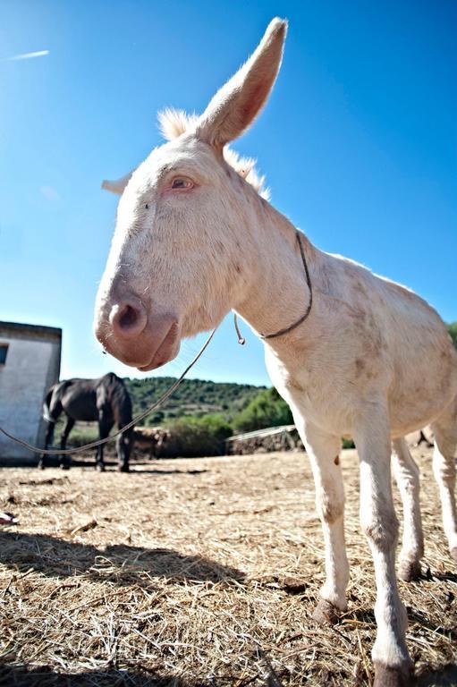 Agriturismo Su Nuragheddu Villa Galtellì Eksteriør bilde
